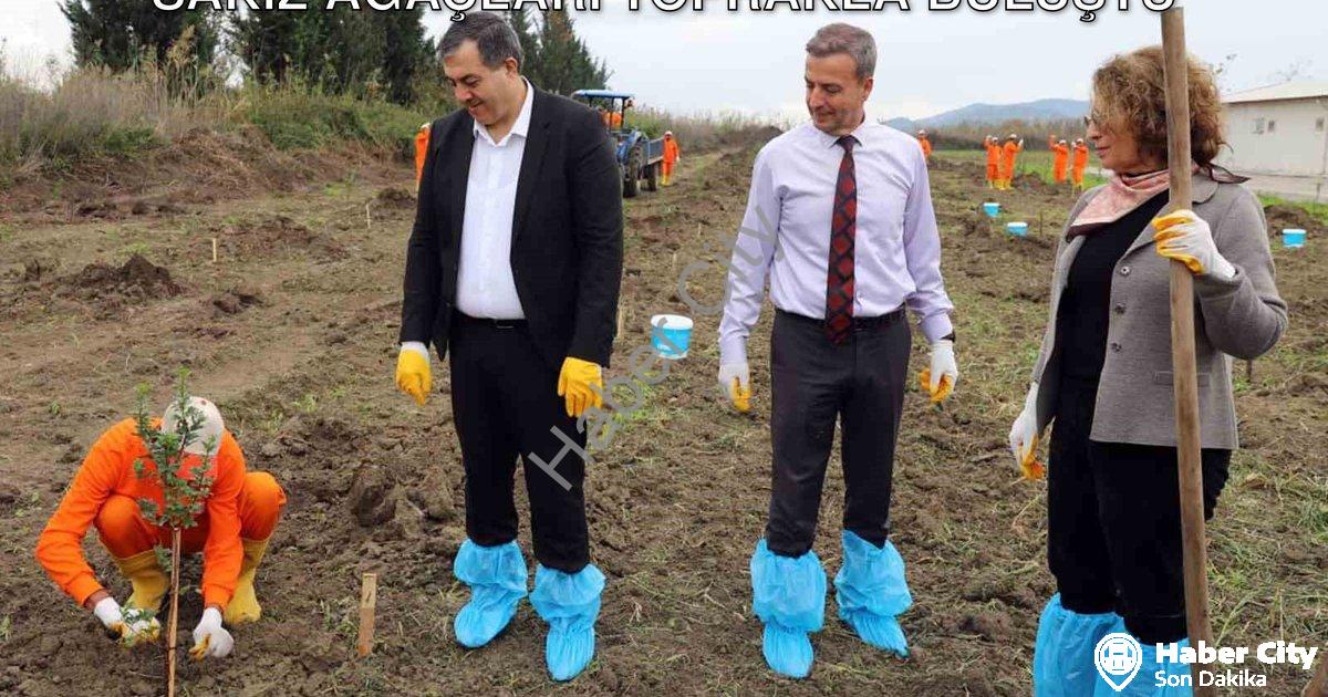 "Dalaman Açık Cezaevi'nde Örnek Proje: Sakız Ağaçları Toprakla Buluştu" başlıklı haber için fotoreal