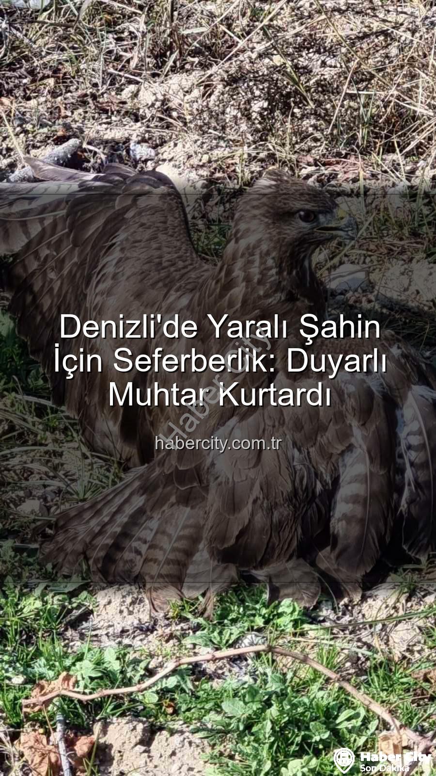 Denizli'de yaralı şahin - Denizli'de Yaralı Şahin İçin Seferberlik: Duyarlı Muhtar Kurtardı