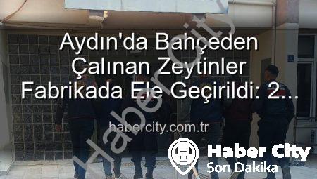 Aydın’da Bahçeden Çalınan Zeytinler Fabrikada Ele Geçirildi: 2 Şüpheli Yakalandı