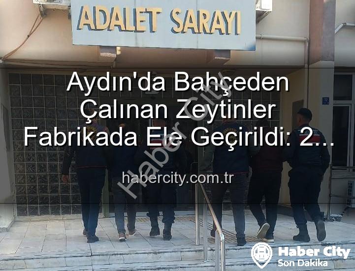 zeytin hırsızlığı - Aydın'da Bahçeden Çalınan Zeytinler Fabrikada Ele Geçirildi: 2 Şüpheli Yakalandı