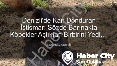 Denizli’de Kan Donduran İstismar: Sözde Barınakta Köpekler Açlıktan Birbirini Yedi, Yurt Dışından Bağış Toplandı!