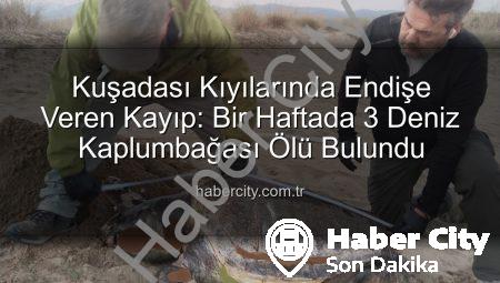 Kuşadası Kıyılarında Endişe Veren Kayıp: Bir Haftada 3 Deniz Kaplumbağası Ölü Bulundu