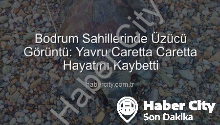 Bodrum Sahillerinde Üzücü Görüntü: Yavru Caretta Caretta Hayatını Kaybetti