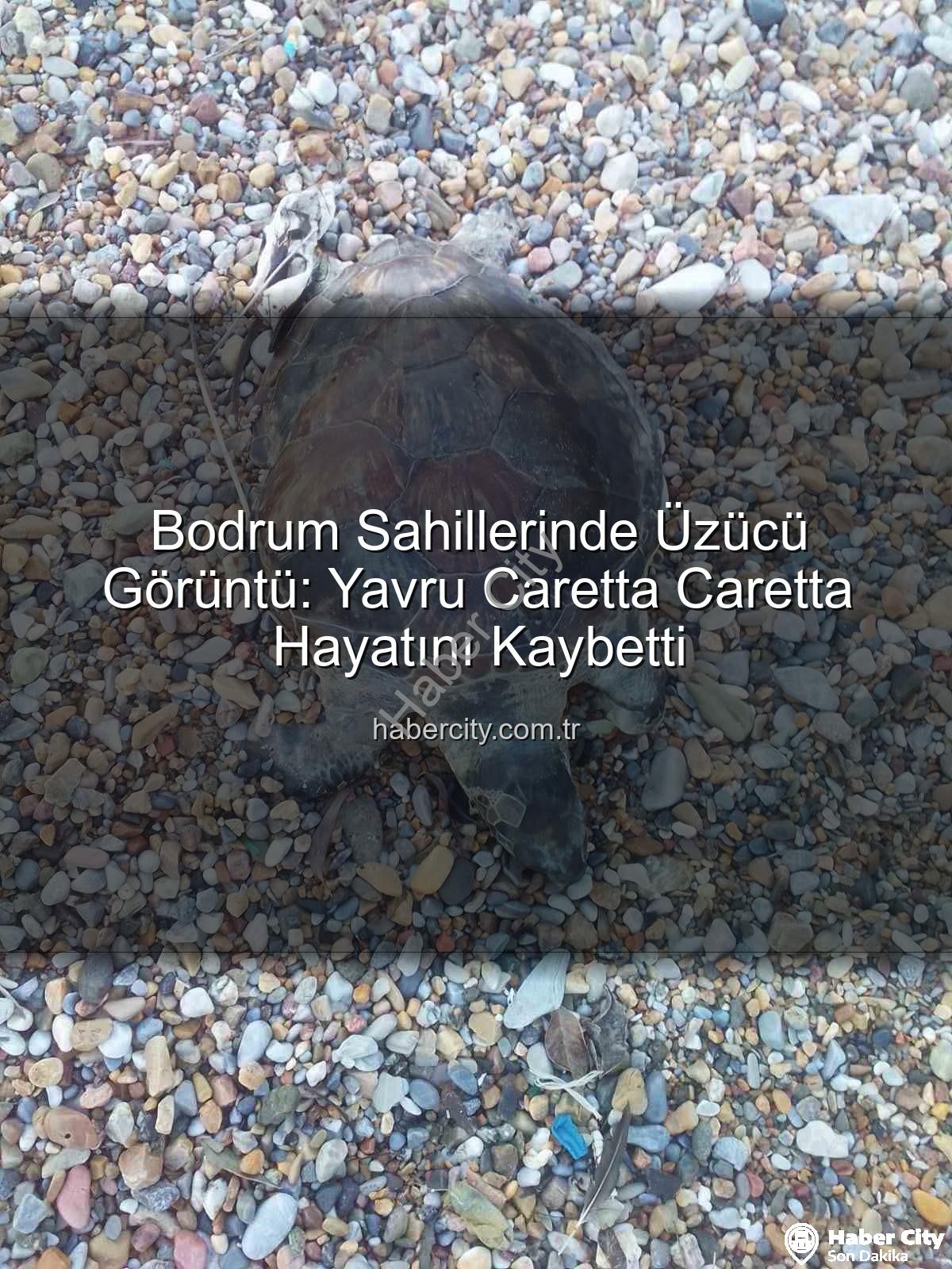 yavru caretta caretta - Bodrum Sahillerinde Üzücü Görüntü: Yavru Caretta Caretta Hayatını Kaybetti