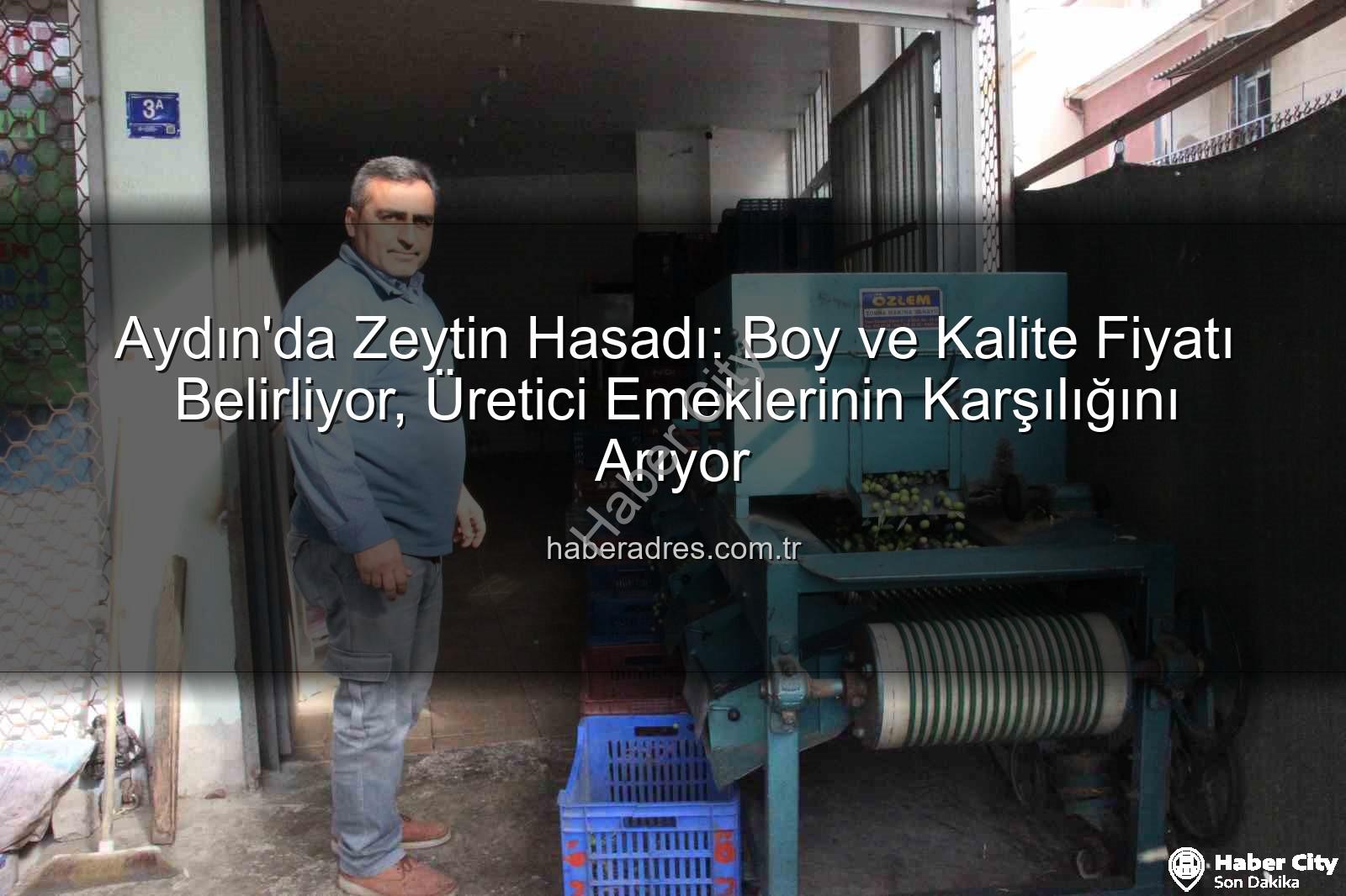 zeytin hasadı aydın - Aydın'da Zeytin Hasadı: Kalite ve Boyuta Göre Fiyatlandırma Sistemi Şekilleniyor