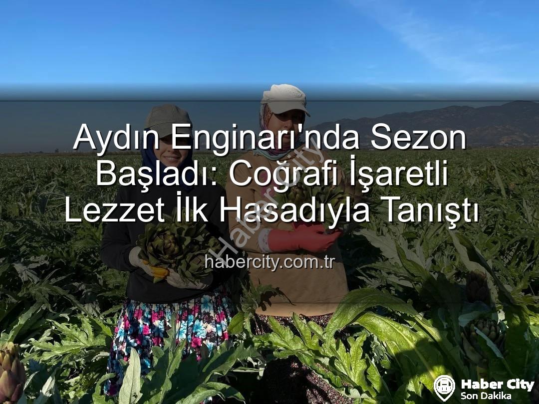 Aydın Enginarı - Aydın Enginarı'nda Sezon Başladı: Coğrafi İşaretli Lezzet İlk Hasadıyla Tanıştı