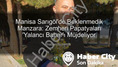 Manisa Sarıgöl’de Beklenmedik Manzara: Zemheri Papatyaları ‘Yalancı Bahar’ı Müjdeliyor