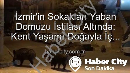 İzmir’in Sokakları Yaban Domuzu İstilası Altında: Kent Yaşamı Doğayla İç İçe Geçti
