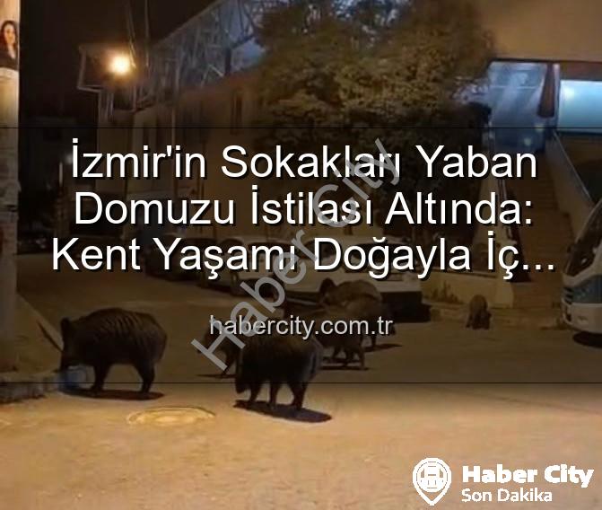 yaban domuzu - İzmir'in Sokakları Yaban Domuzu İstilası Altında: Kent Yaşamı Doğayla İç İçe Geçti
